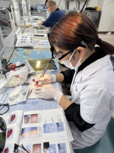 東京科学大学で行われた「Periodontal Er:YAG Laser Operation」に参加してきました。